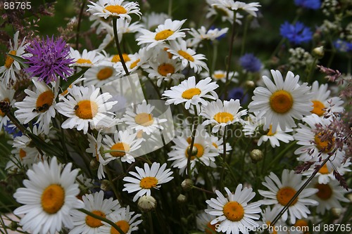 Image of Daisies