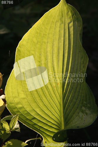 Image of Leaf