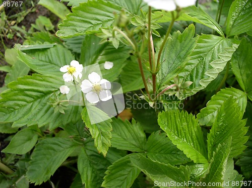 Image of Strawberry in Bloom