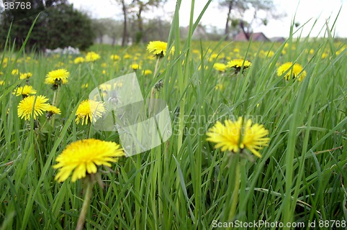 Image of Dandelion Field