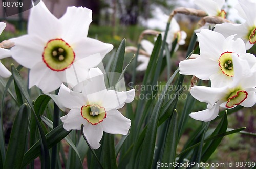 Image of Narcissus