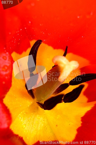 Image of Tulip