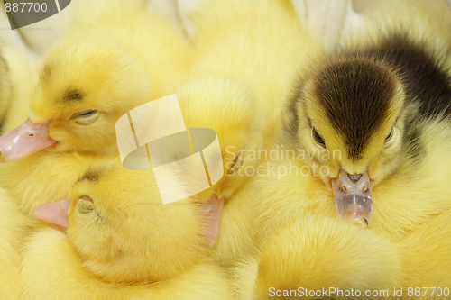 Image of Yellow and black ducklings