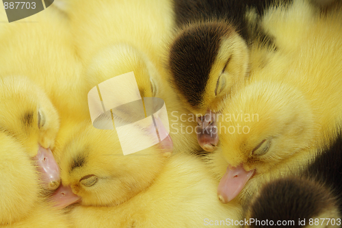 Image of Sleeping ducklings