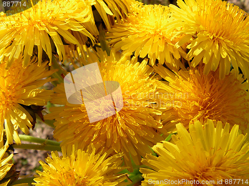Image of Flowers of dandelions