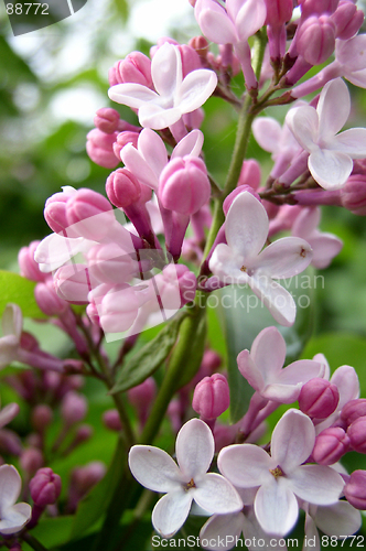 Image of Lilac