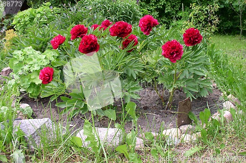 Image of Peonies