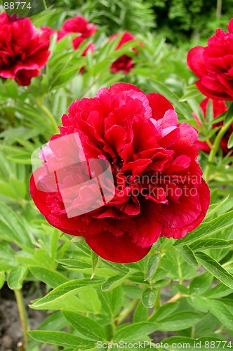 Image of Peony