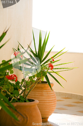 Image of plants in ceramic pots santorini greece