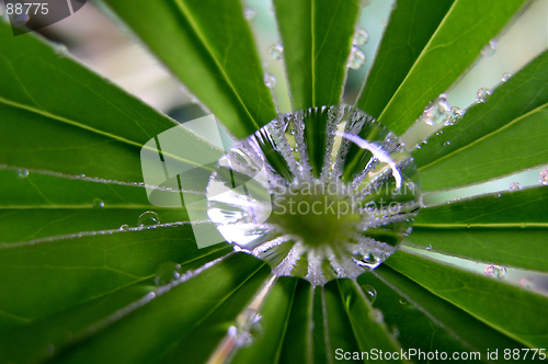 Image of Lupin