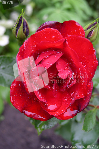 Image of Rose