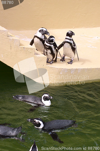 Image of Penguins