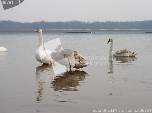 Image of Swans