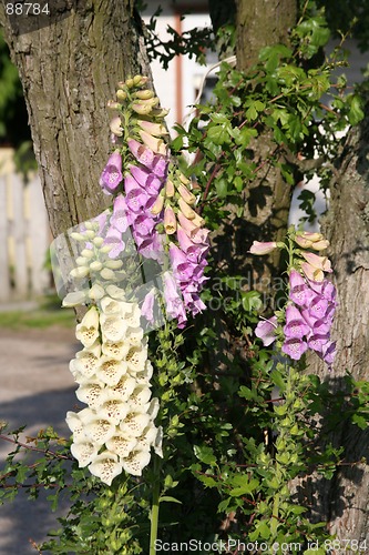 Image of Flowers
