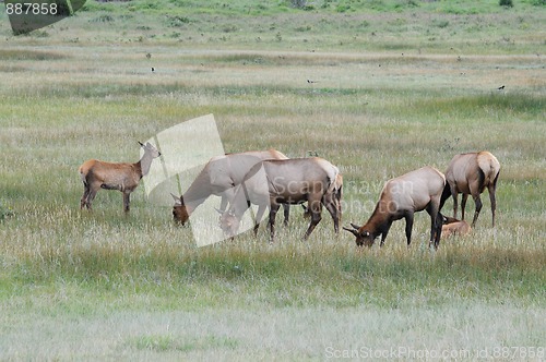 Image of Elk