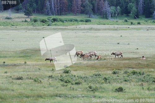 Image of Elk