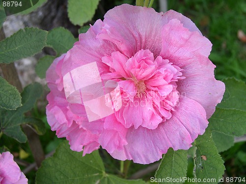 Image of Hollyhock