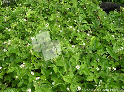 Image of Strawberries in Bloom