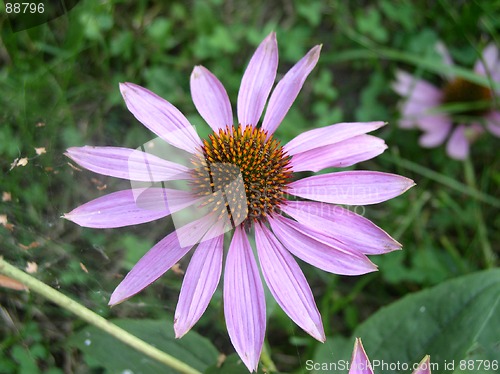 Image of Echinacea