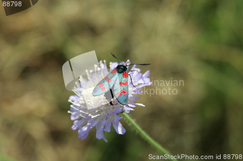 Image of Bug and Flower