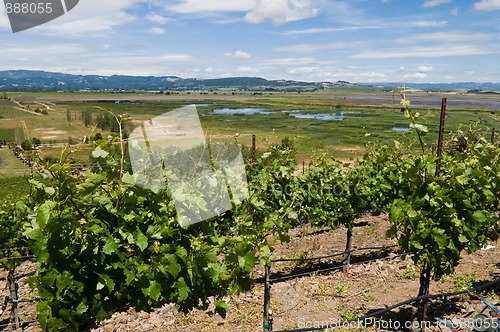 Image of Sonoma Valley