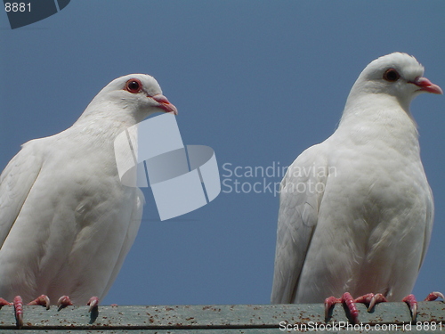 Image of White Doves