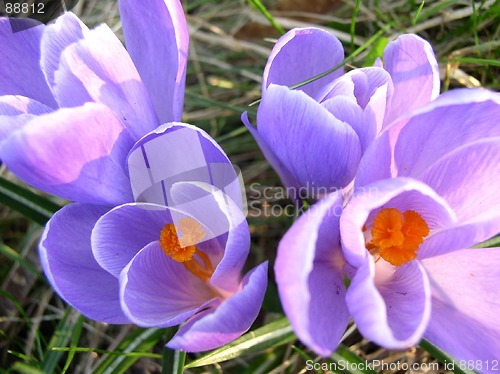 Image of Crocus