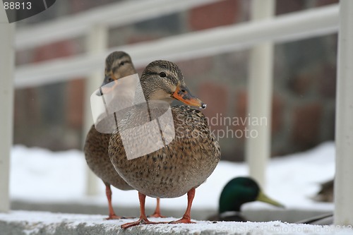 Image of Ducks