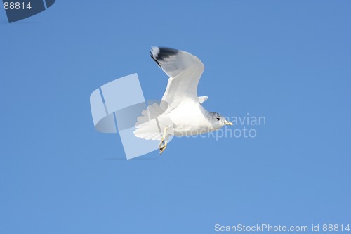 Image of Bird in Flight