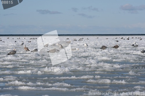 Image of Birds in Winter