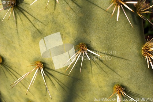 Image of Cactus close-up