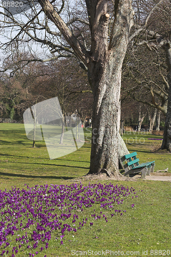 Image of Parkland with purple crocus