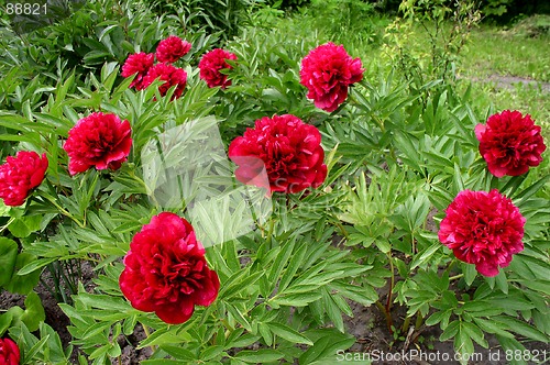 Image of Peonies