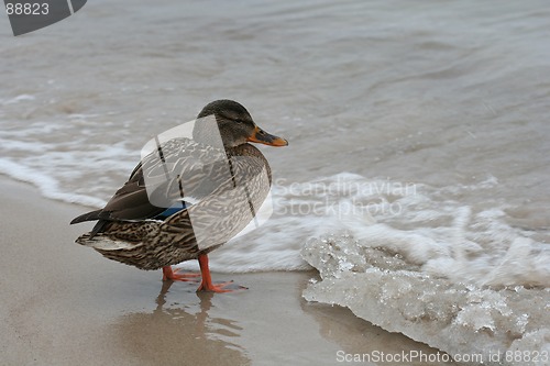 Image of Duck