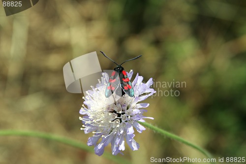 Image of Bug and Flower