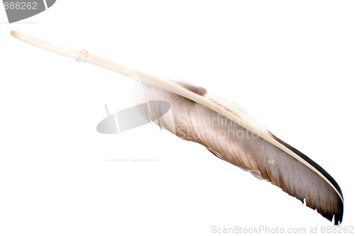 Image of large feather isolated
