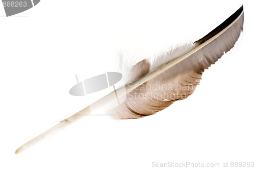 Image of large feather on white