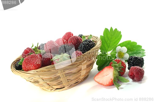 Image of Forest berries