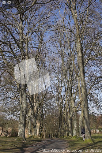 Image of Winter trees