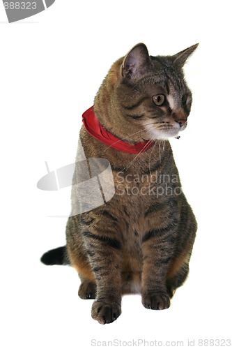 Image of Cat portrait