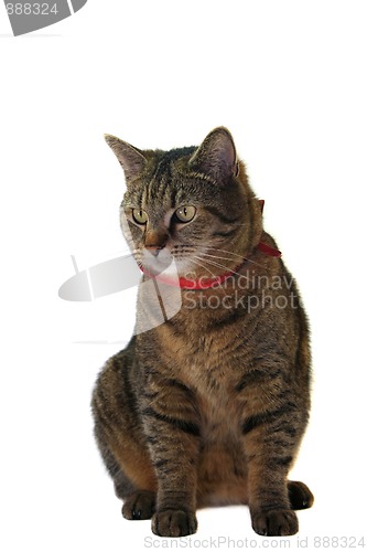 Image of Cat portrait