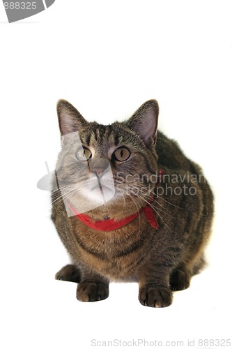 Image of Cat portrait