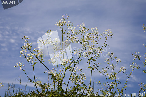 Image of Anthriscus sylvestris