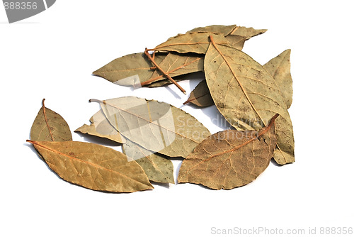 Image of bay leaf