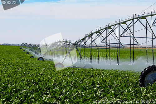 Image of Irrigated Turnip Field