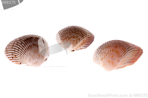 Image of bivalve shells on white