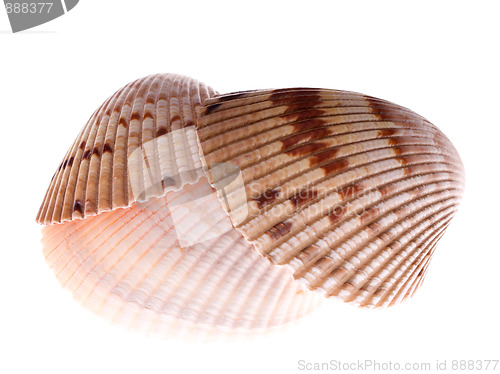 Image of cockle shell stack