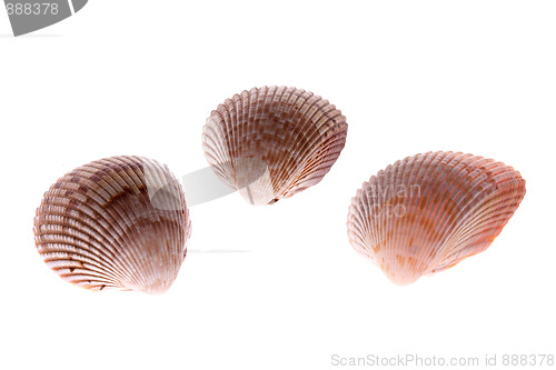 Image of cockle shells