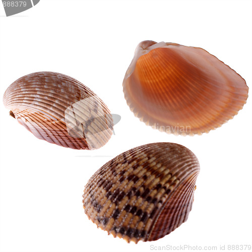 Image of cockleshells