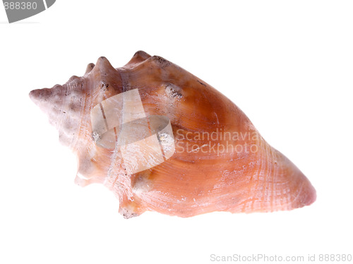 Image of fighting conch